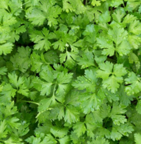 Coriander
