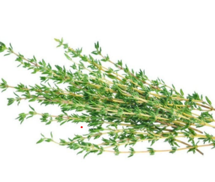 Thyme