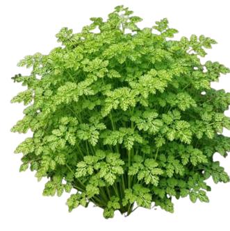 Chervil