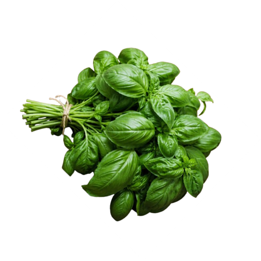 Basil