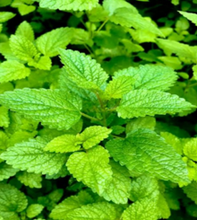 Mint