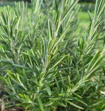 Rosemary
