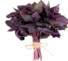 Red Basil